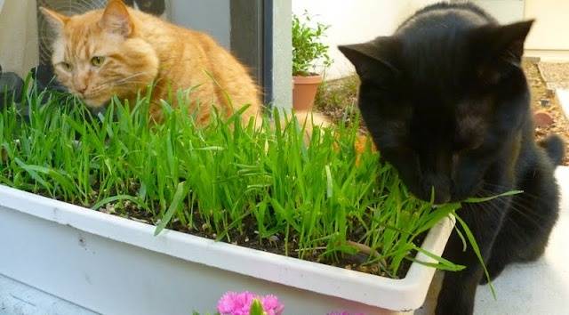 Трава для кошек - название и как вырастить дома, фото и видео