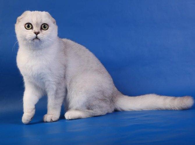 Коты-альбиносы: что такое ген альбинизма, описание внешних особенностей, характер и советы по уходу и содержанию