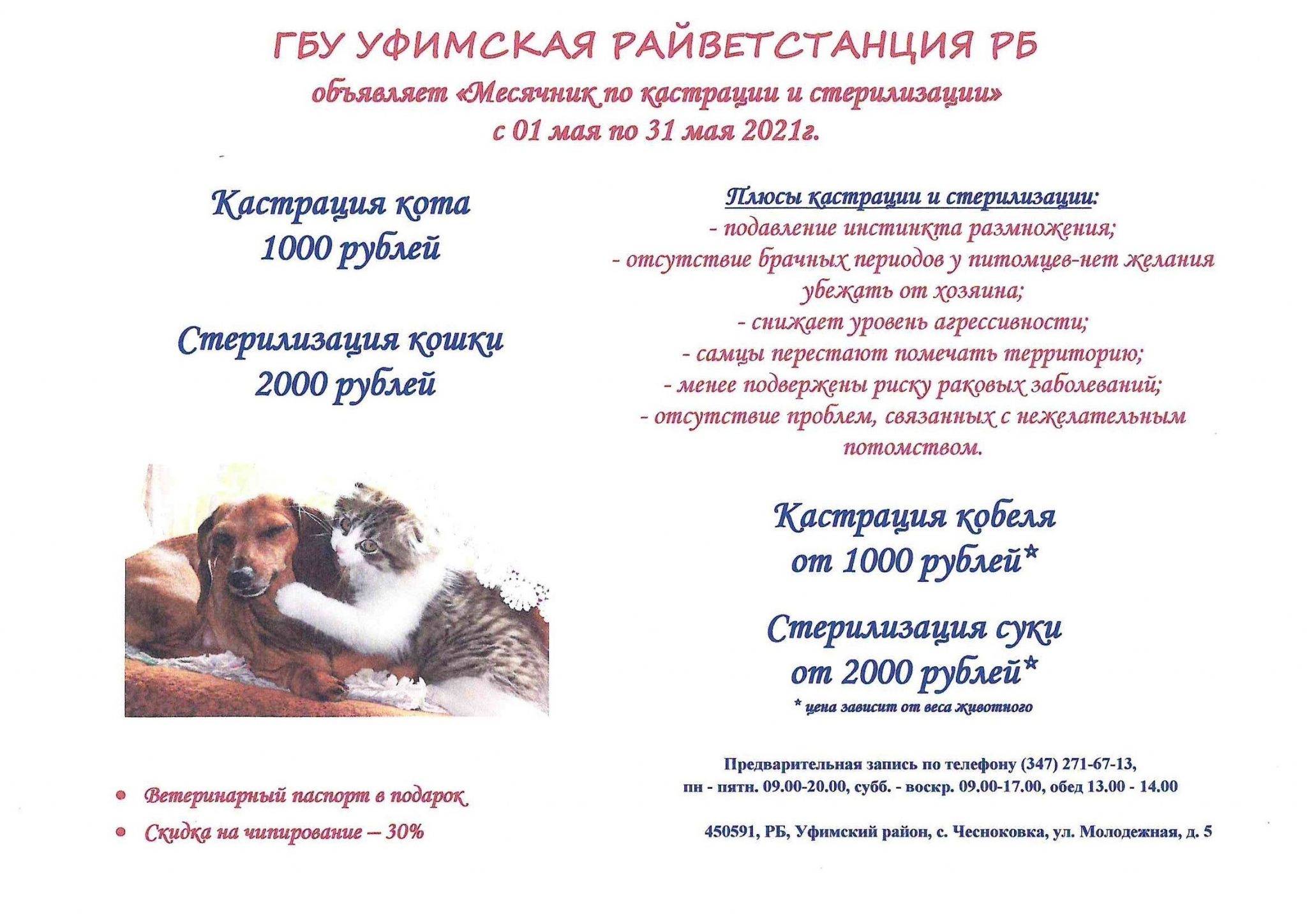 Химическая (медикаментозная) кастрация собак и котов в москве, цены в сети ветеринарных клиник