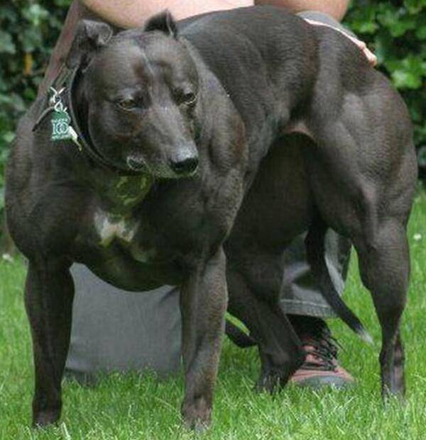 Самая мускулистая собака в мире — большая венди