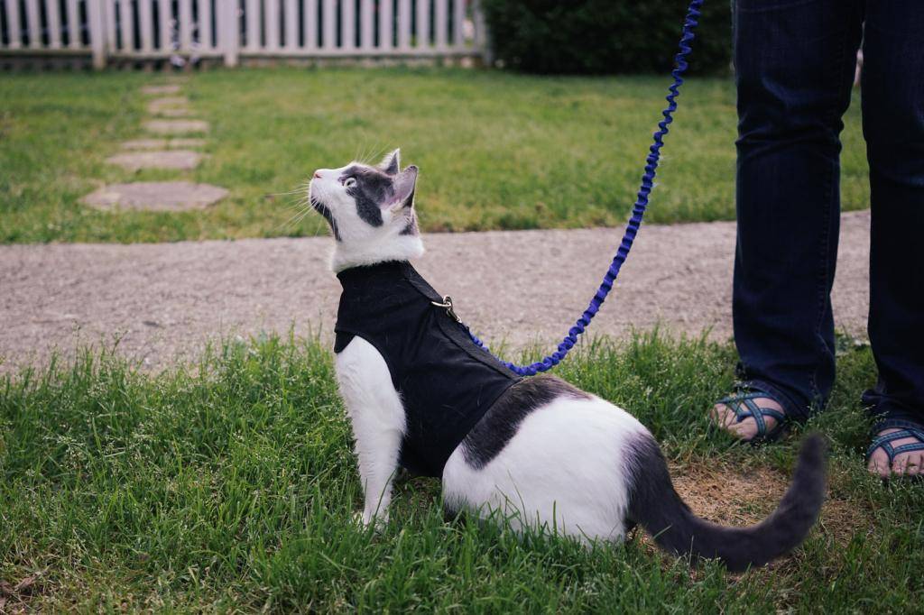 Как приучить кота к шлейке: правила выбора аксессуара и приучения питомца к нему