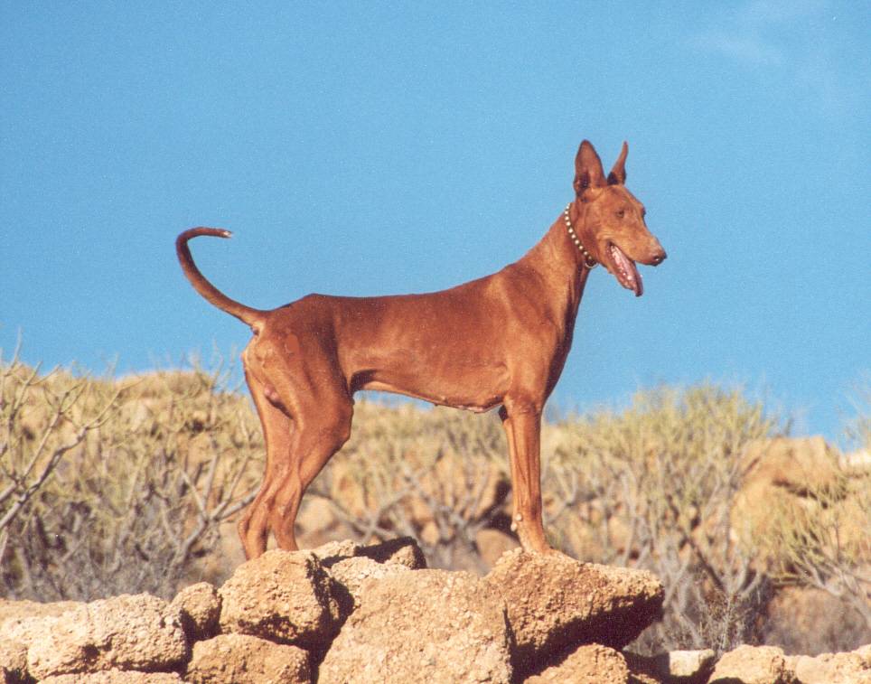 Борзые породы собак – самые быстрые охотники в мире