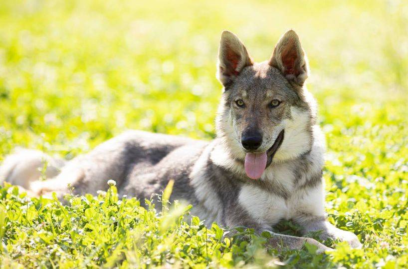 Чехословацкая волчья собака: описание чешского волчака, характер породы, правила содержания