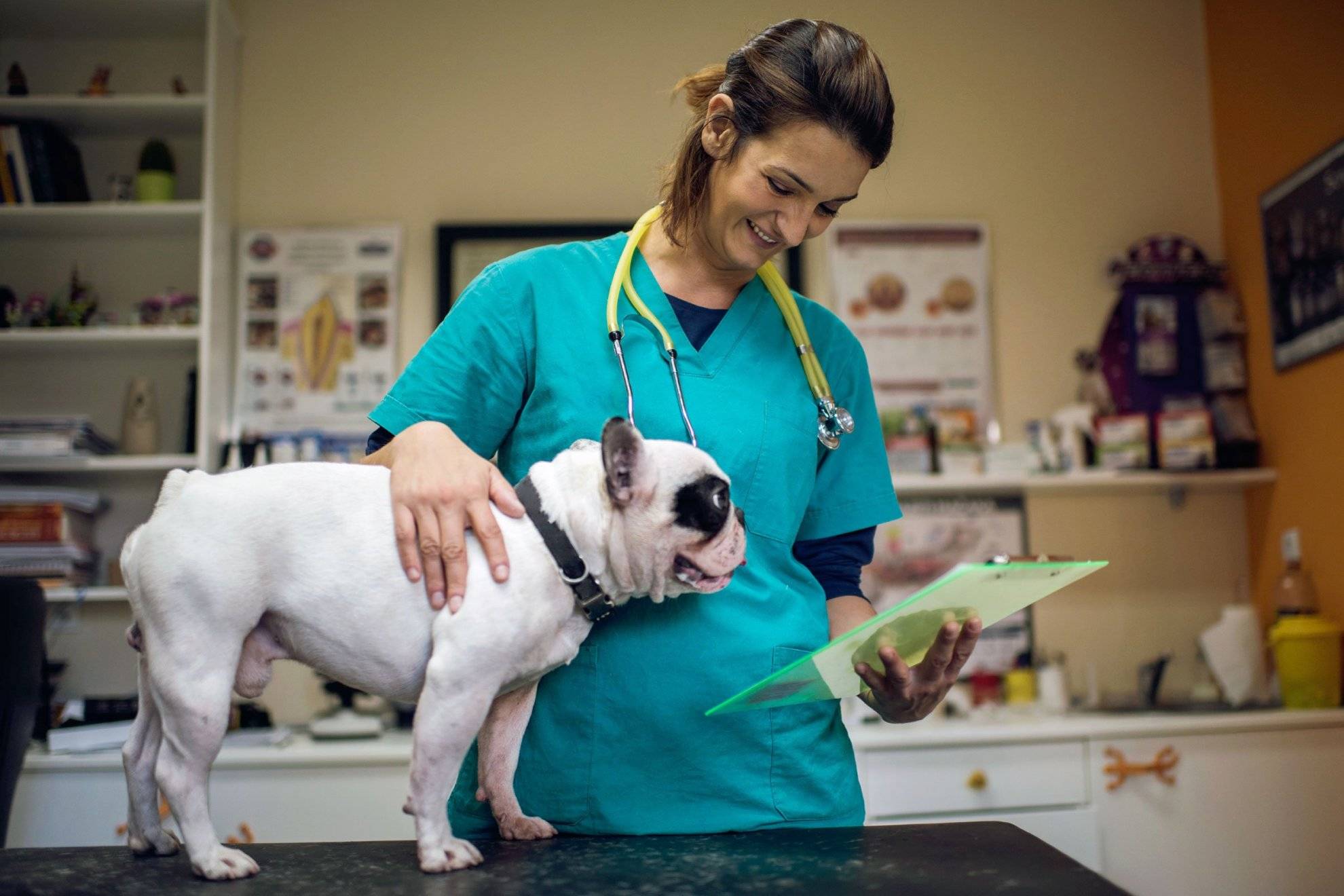 Ветеринарная клиника ласка — главная страница