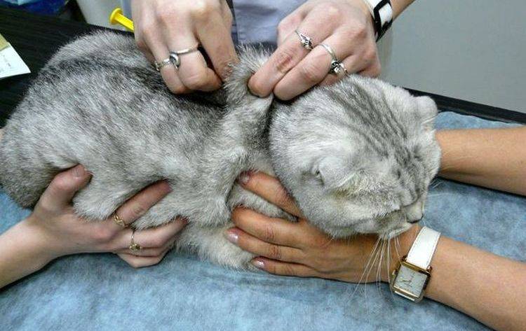Гидроторакс у кошек, причины и лечение водянки | ветклиника берлога