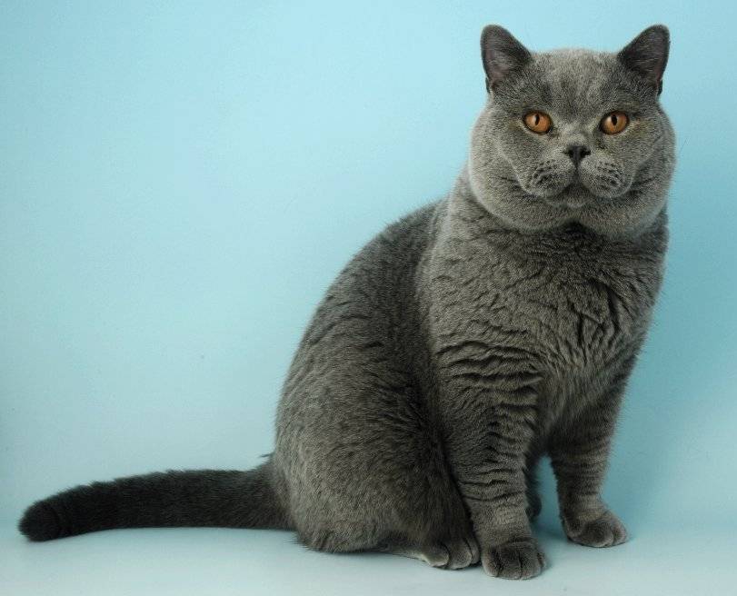 Самые популярные породы кошек в россии и мире