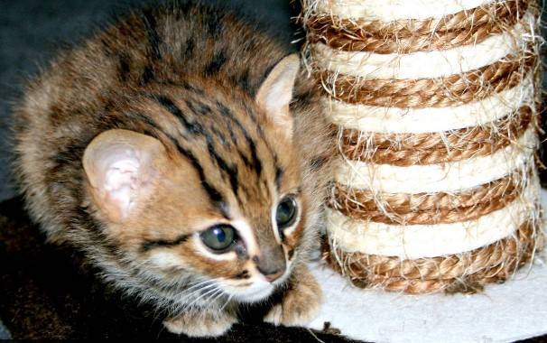 Все о ржавой кошке - самом маленьком диком коте в мире, сколько он стоит