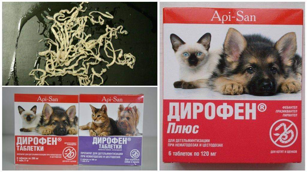 Дирофен-суспензия 60 для взрослых собак и кошек 10мл - купить, цена и аналоги, инструкция по применению, отзывы в интернет ветаптеке добропесик