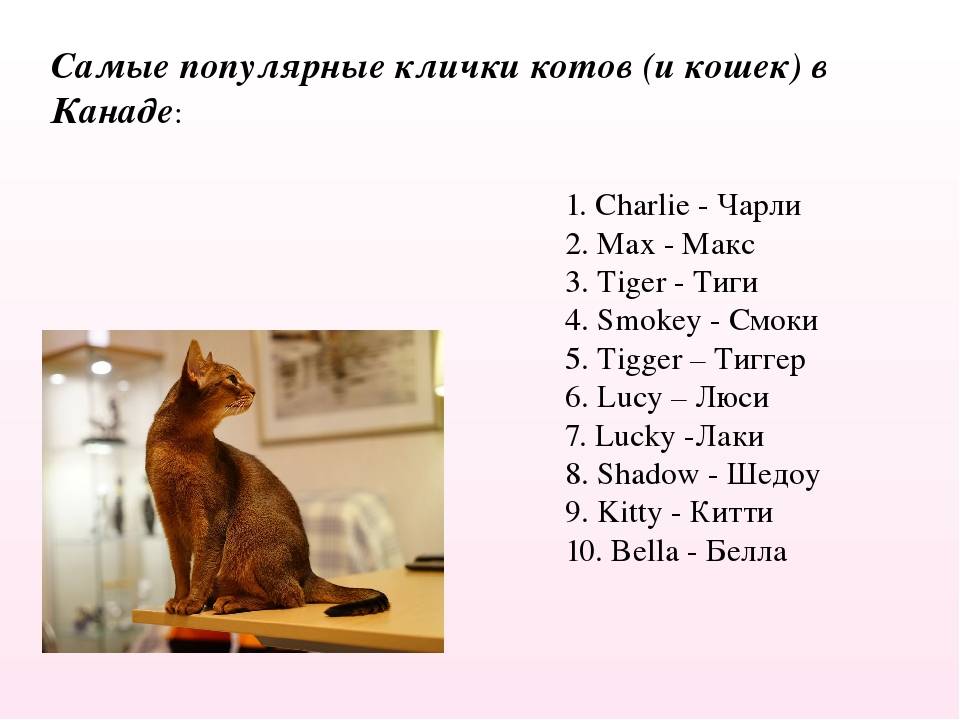 Как назвать британского кота и кошку-500 имен и кличек для котят
