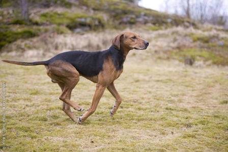 Литовская гончая: описание породы собак с фото и видео