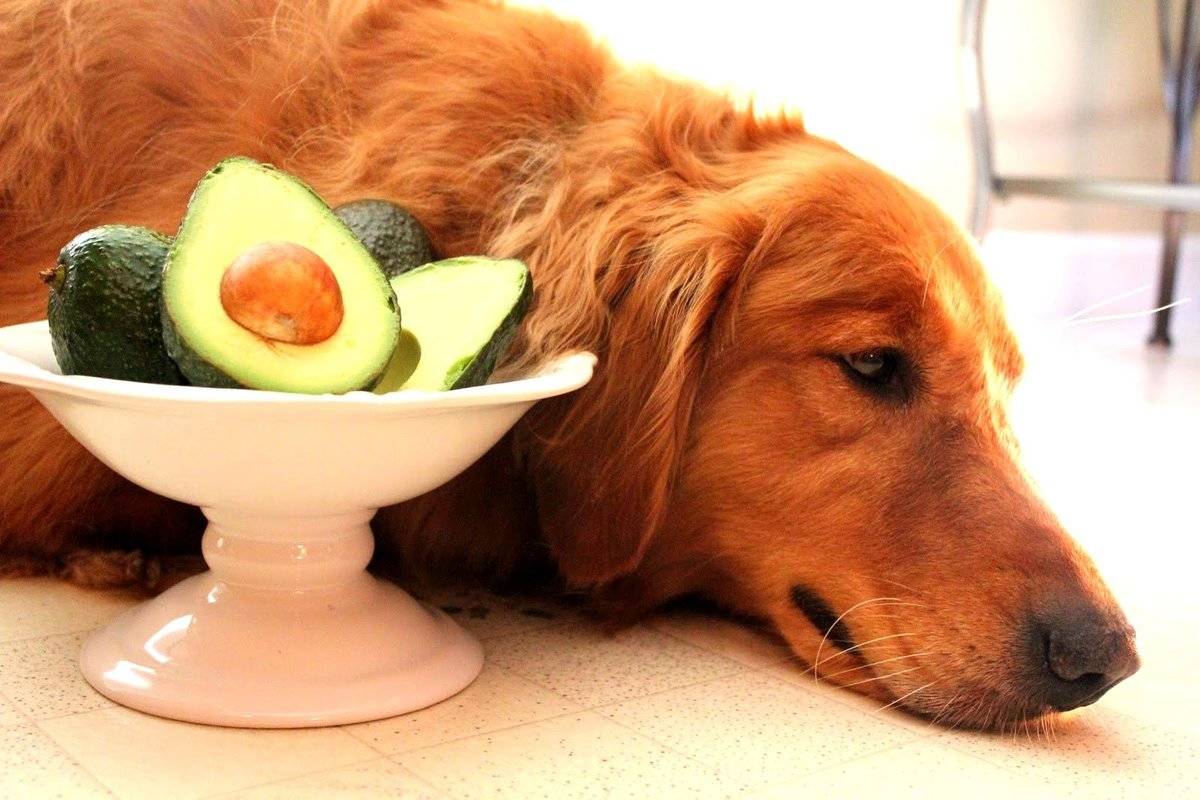 Натуральное кормление собак: все о правильном рационе