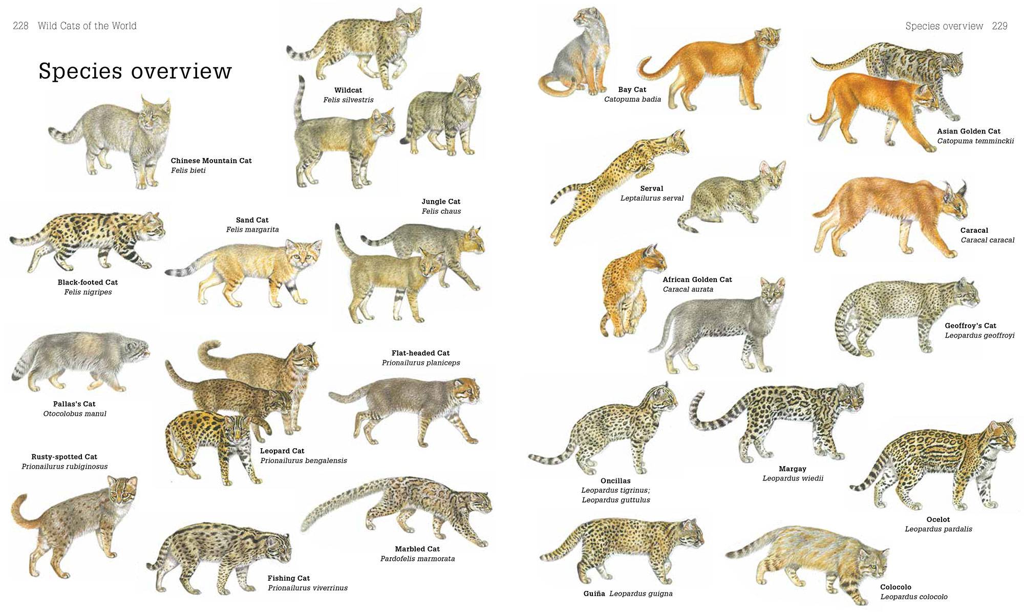 Пятнистые кошки: список пород диких и домашних котов, фото, отзывы владельцев