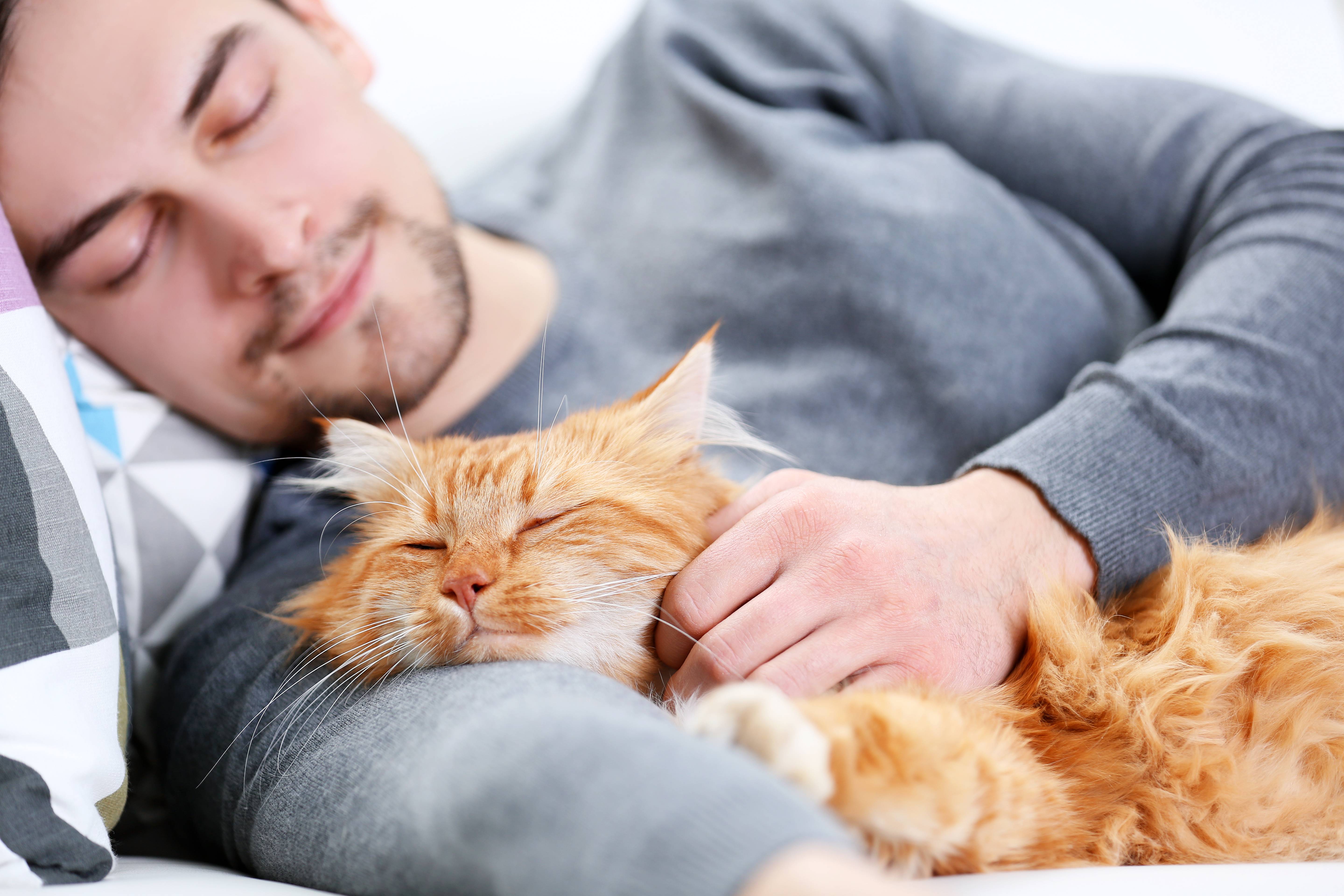 Сколько в сутки спят кошки, что влияет на продолжительность грез животного, почему коты много времени проводят во сне