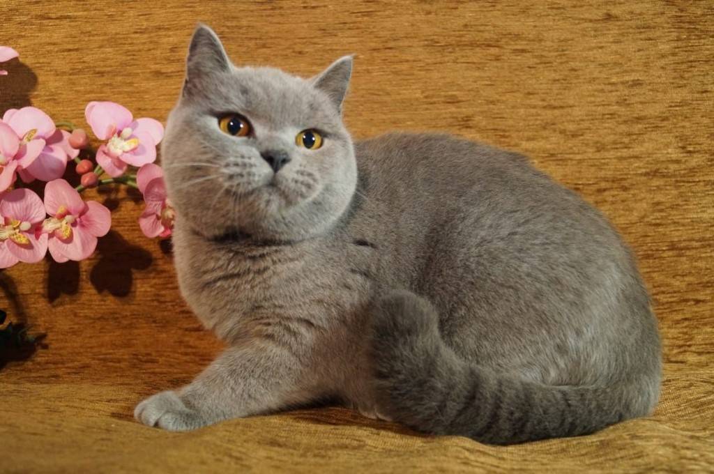 Британская короткошёрстная кошка: описание породы, часто ли течка, внешность и характер, фото британца, уход, кормление и повадки котёнка