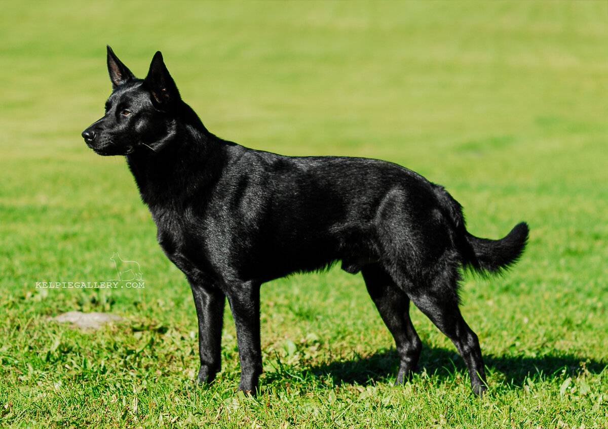 Австралийский келпи: описание породы собак с фото и видео
