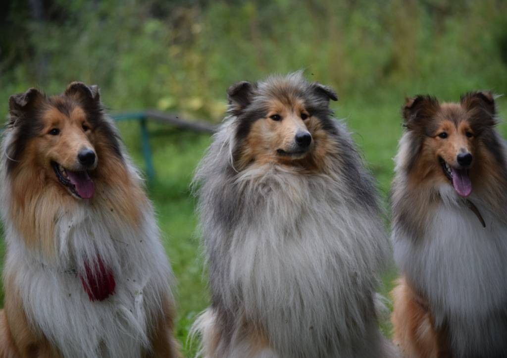 Шелти (65 фото): описание карликовых собак, характер мини-колли. содержание маленьких щенков породы шелти