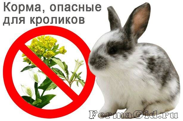 Чем нельзя кормить кроликов: 10 ядовитых растений