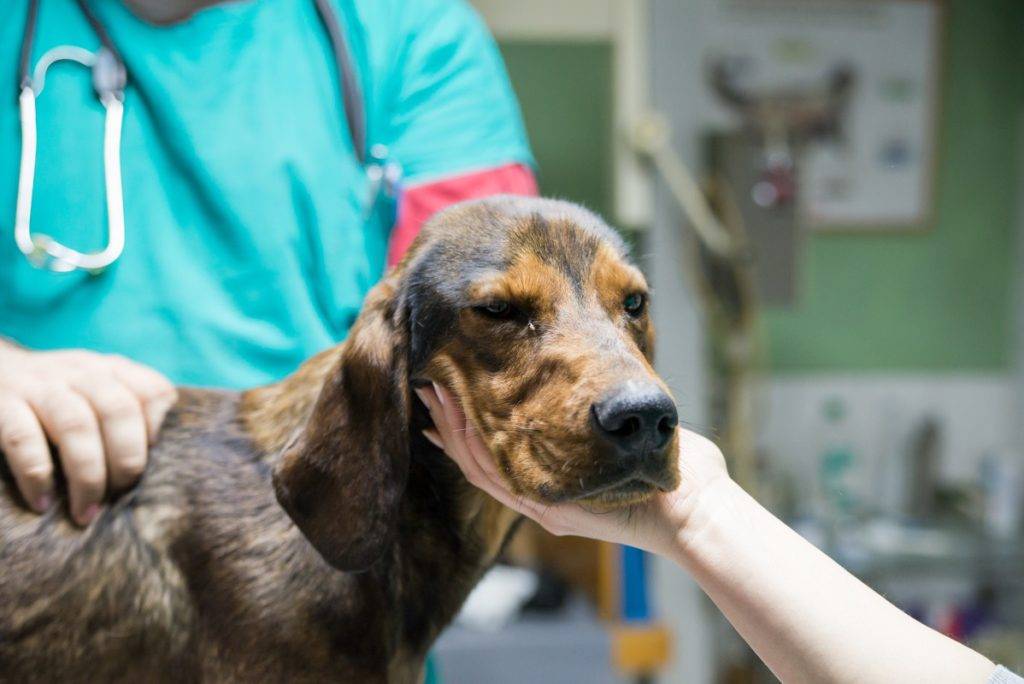 Инфекционные артриты (иа) собак – диагностика и лечение