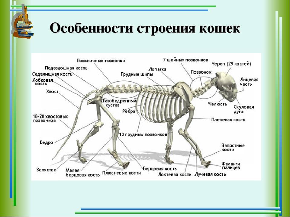 Анатомия и физиология котов и кошек: интересные особенности строения скелета, ротовой полости и внутренних органов котят и взрослых животных