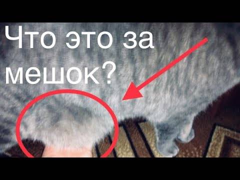 Основные причины почему у кошки висит кожа на животе: каким должен быть курдюк