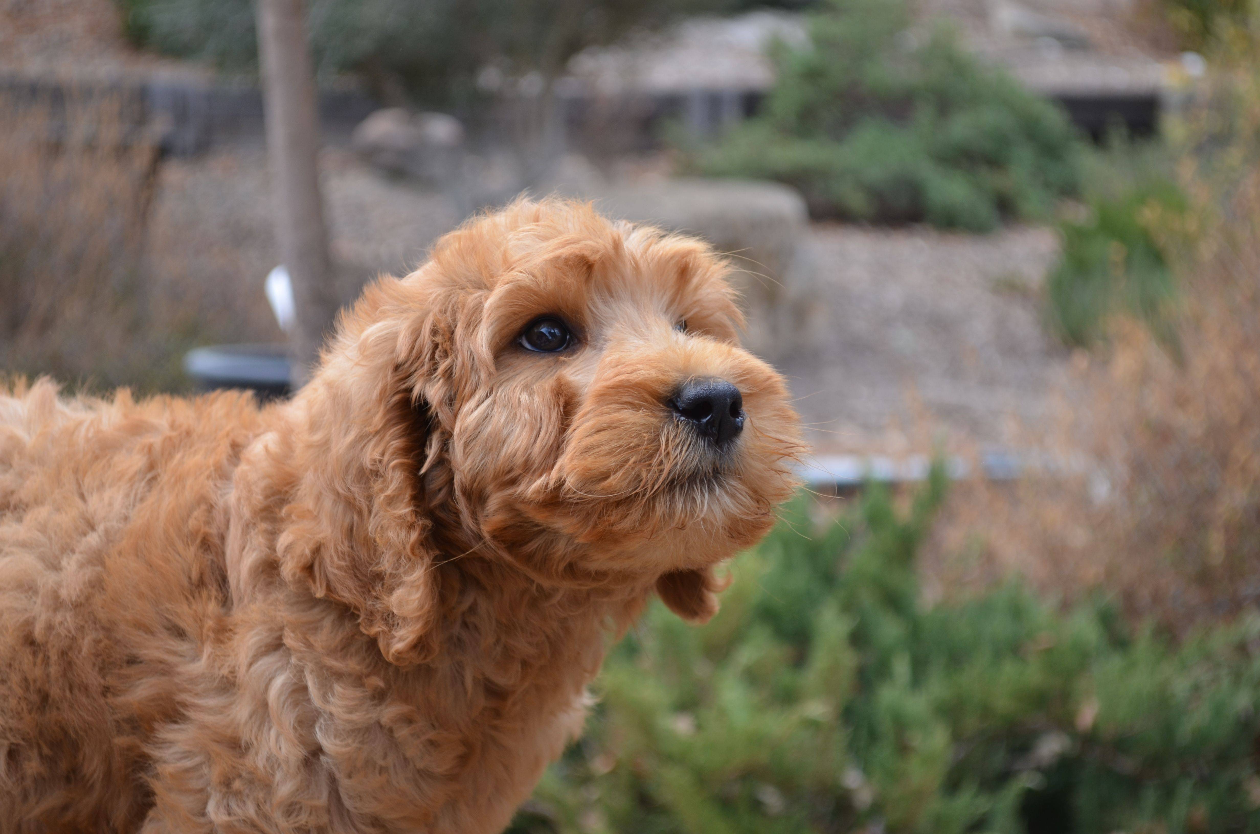Лабрадудль или лабрадудель: 105 фото как выбрать щенка и описание характера собаки