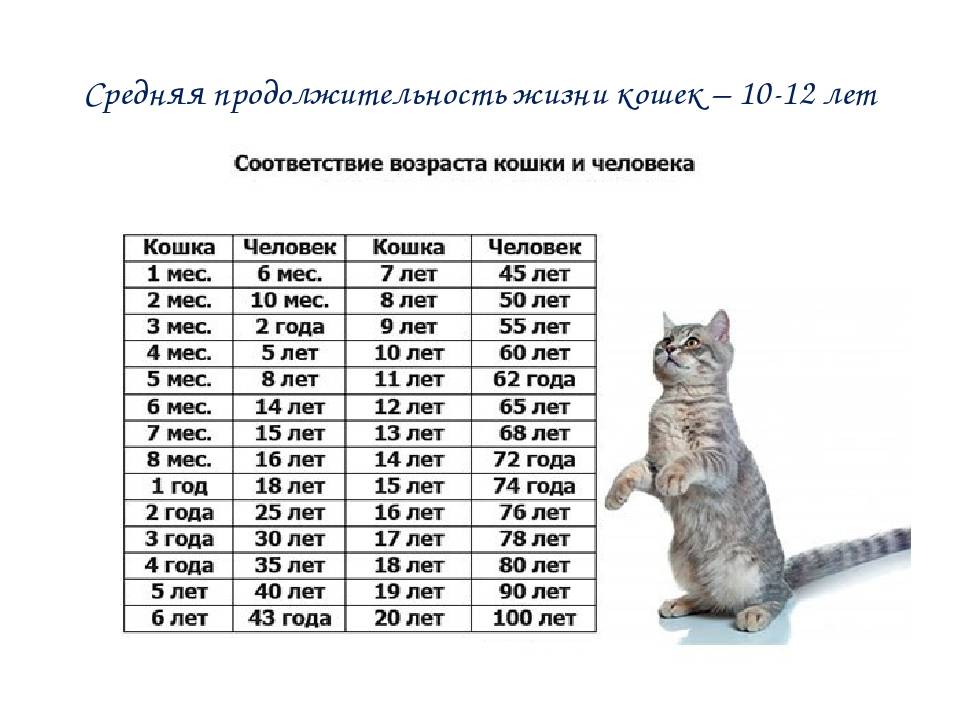 Сколько живут кошки в домашних условиях