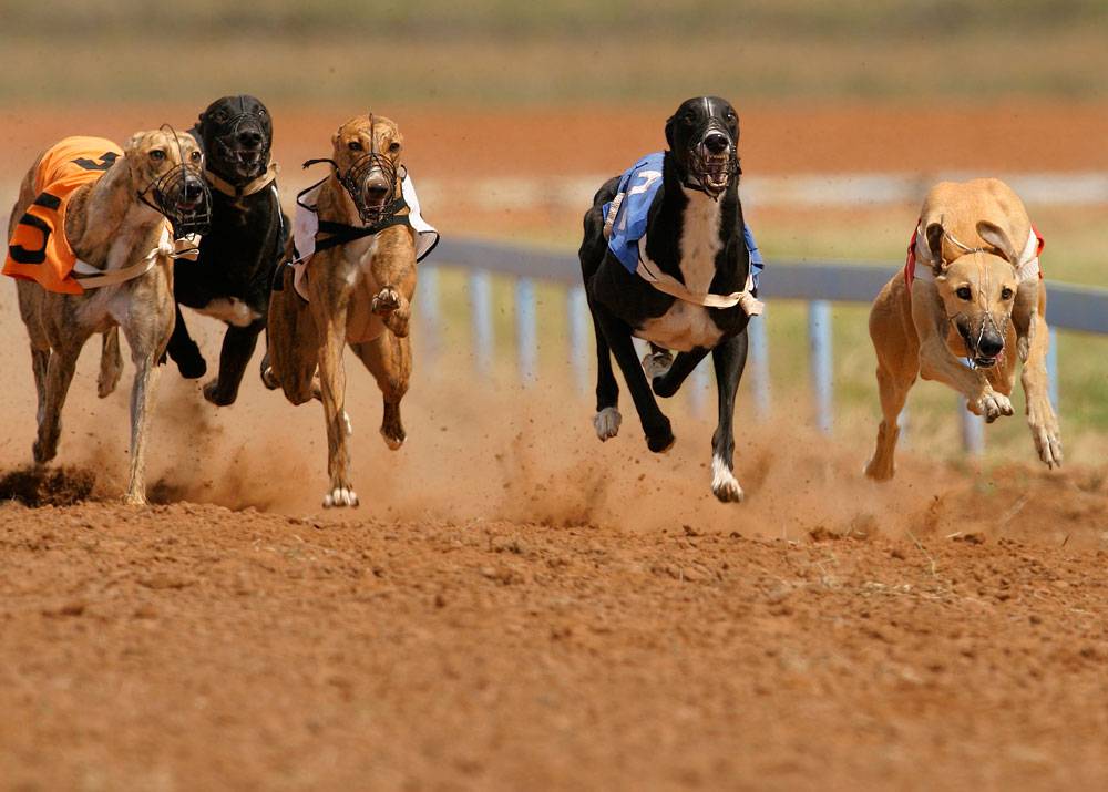 Самые быстрые породы собак в мире. топ-10