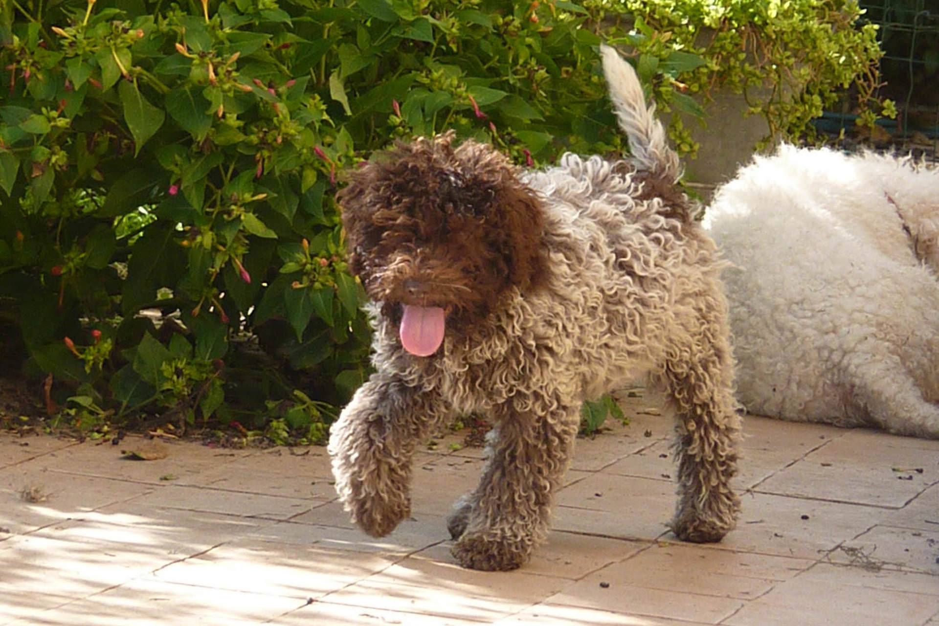 Итальянская водяная собака лаготто-романьоло: описание, фото, характер, уход за собакой-грибником