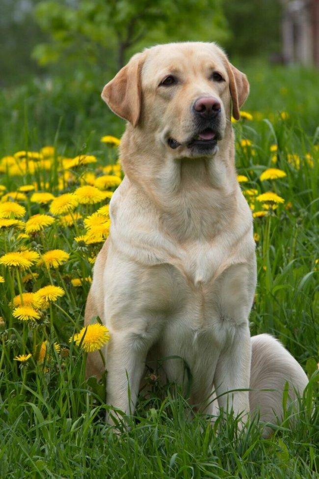 Лабрадор ретривер собака. описание, особенности, уход и цена лабрадора ретривера | sobakagav.ru