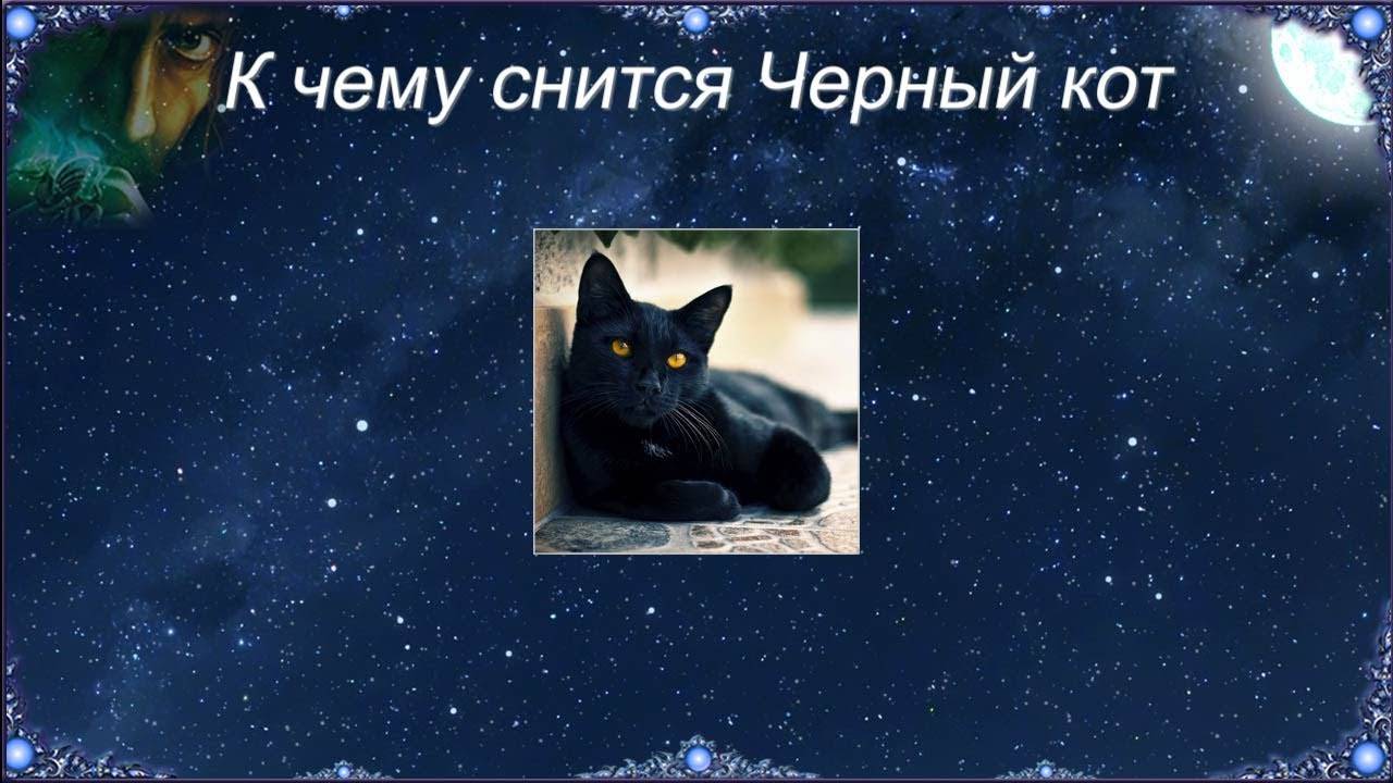 К чему снятся котята?