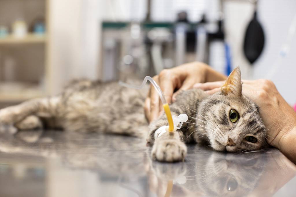 Десять самых опасных ядов для кошки | компетентно о здоровье на ilive