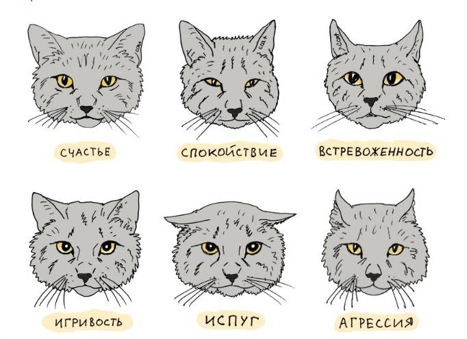 11 звуков, которые издают кошки и что они значат — сайт эксперта по животным