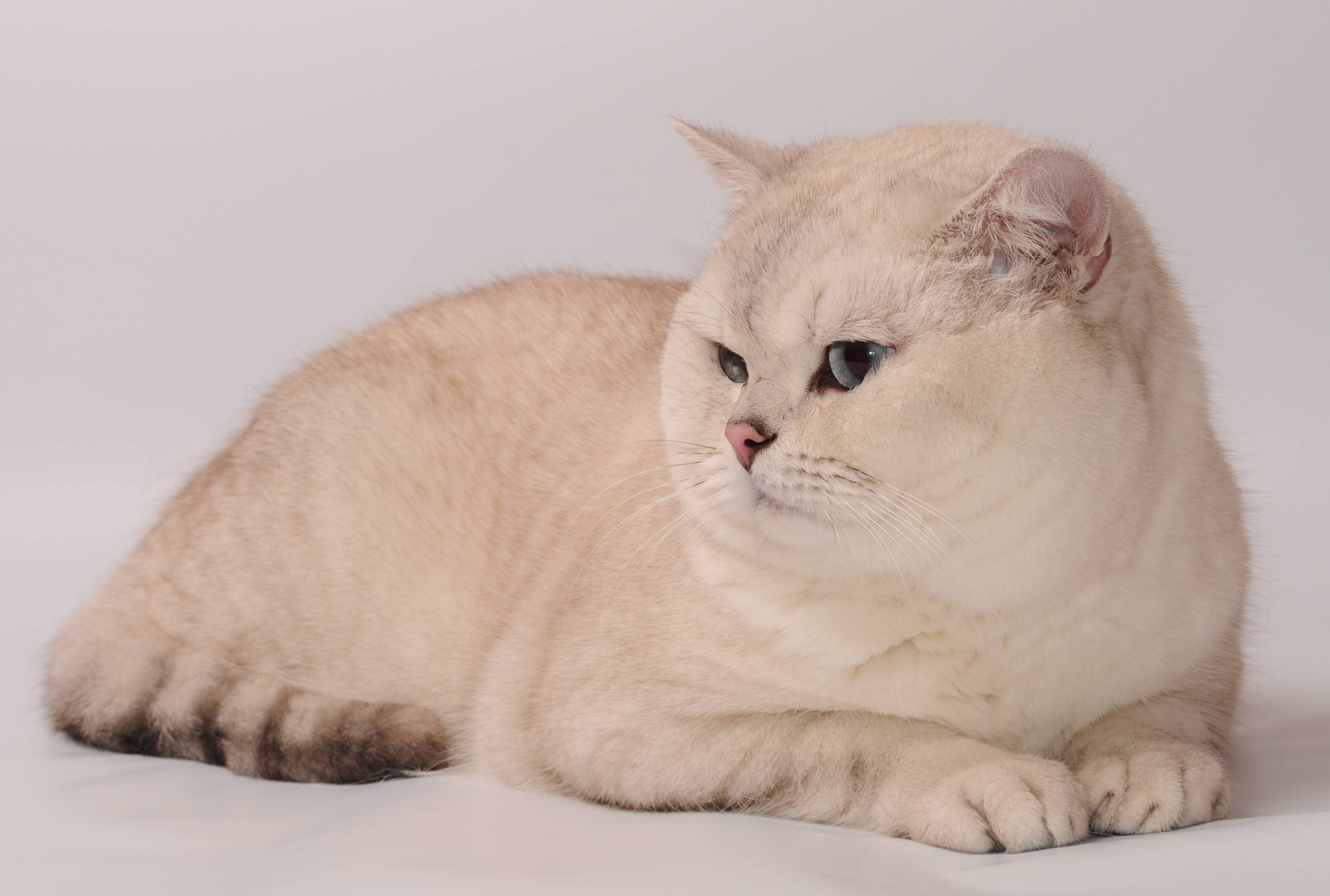 Шиншилла кошка: описание породы, характер, фото, цена котенка