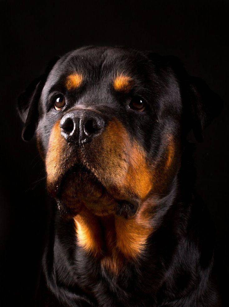 Ротвейлер (собака): золотистый, черный, характеристика породы