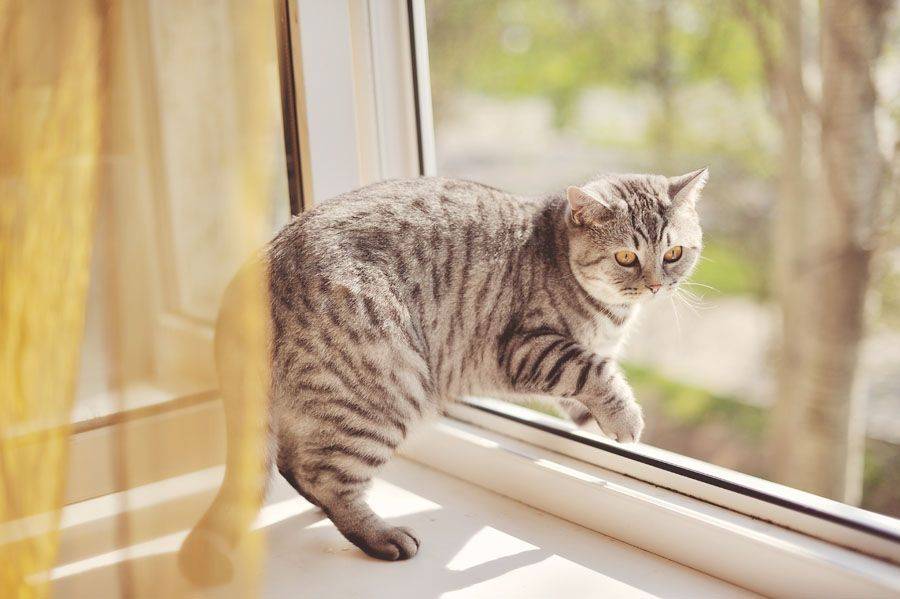 Приметы про кошек в доме: все народные поверья и их значение