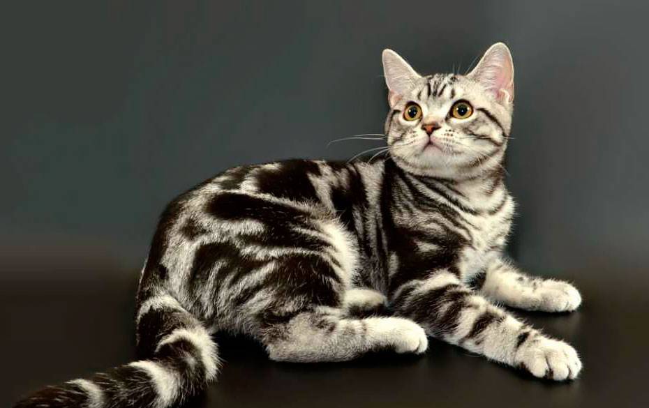 Американская короткошерстная кошка — дружелюбная охотница