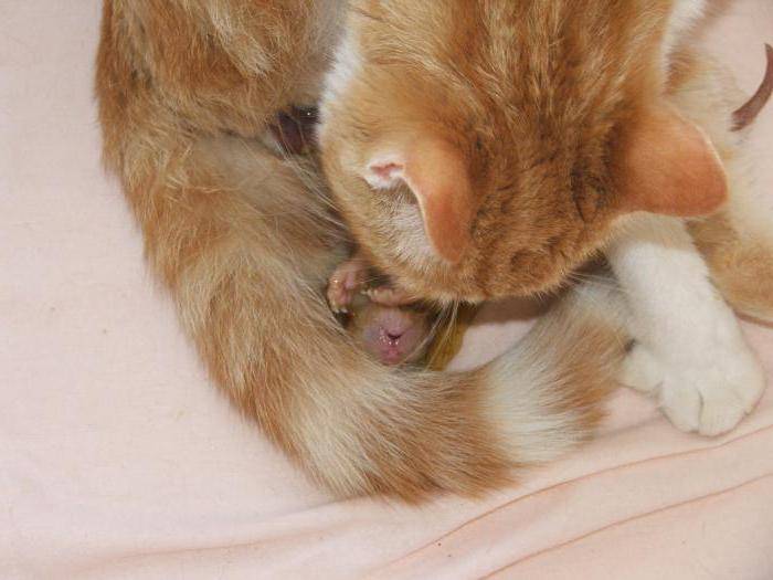 Течка у кошек - сколько длится у домашней кошки и можно ли ее стерилизовать