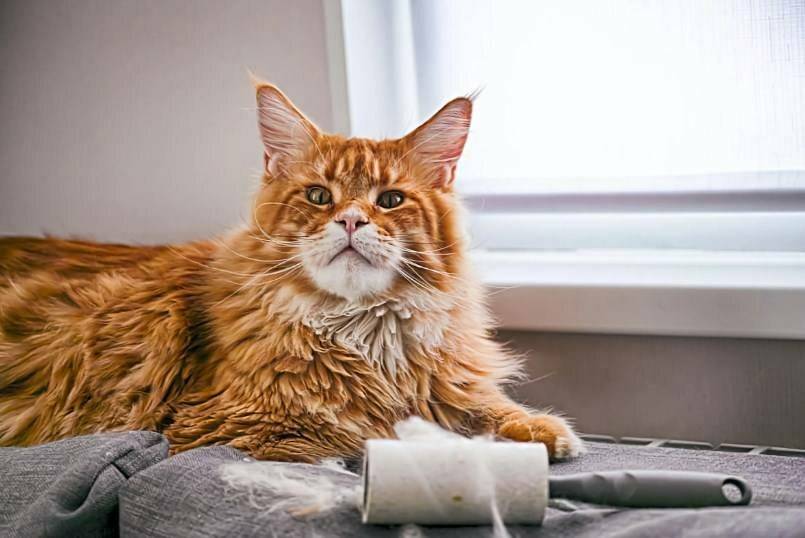 12 самых дорогих пород кошек — красивые и аристократичные