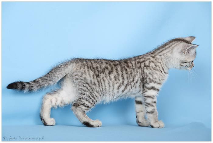 Какой породы кошка из рекламы «вискас»?