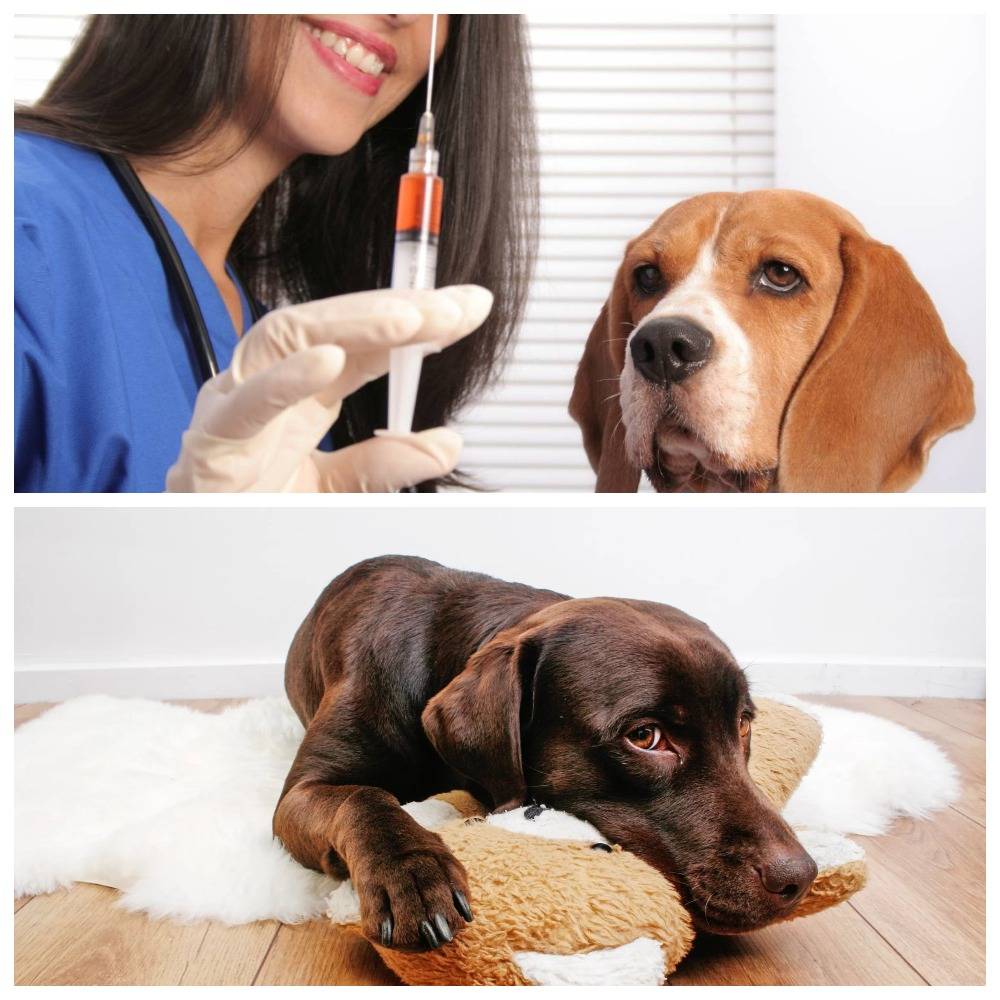 Что делать, если собака подавилась: оказание первой помощи, обращение к ветеринару, как избежать несчастного случая
