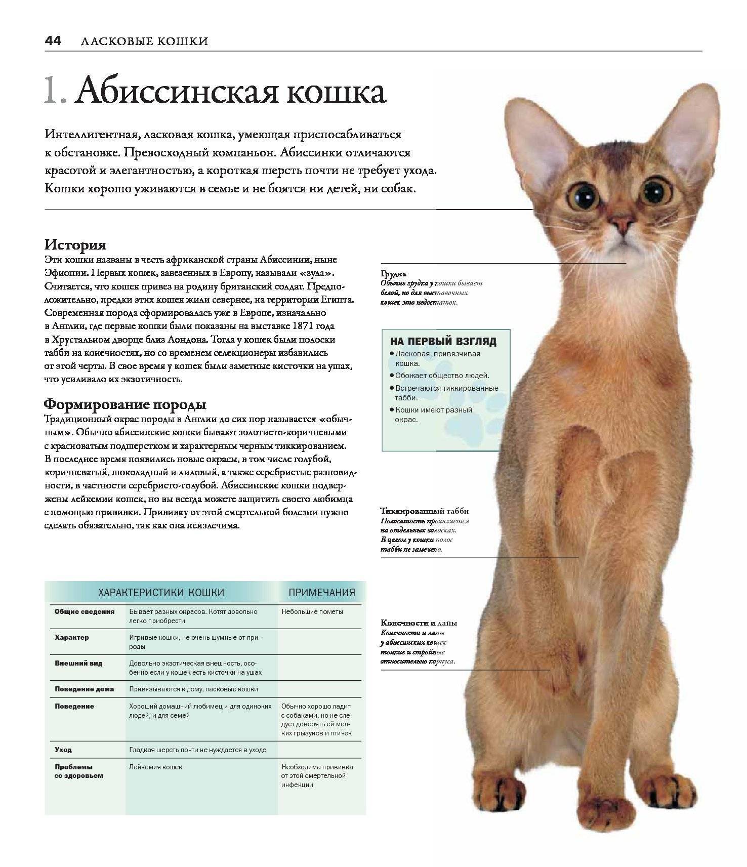 Абиссинская кошка: все о стандартах и окрасе, характере, уходе