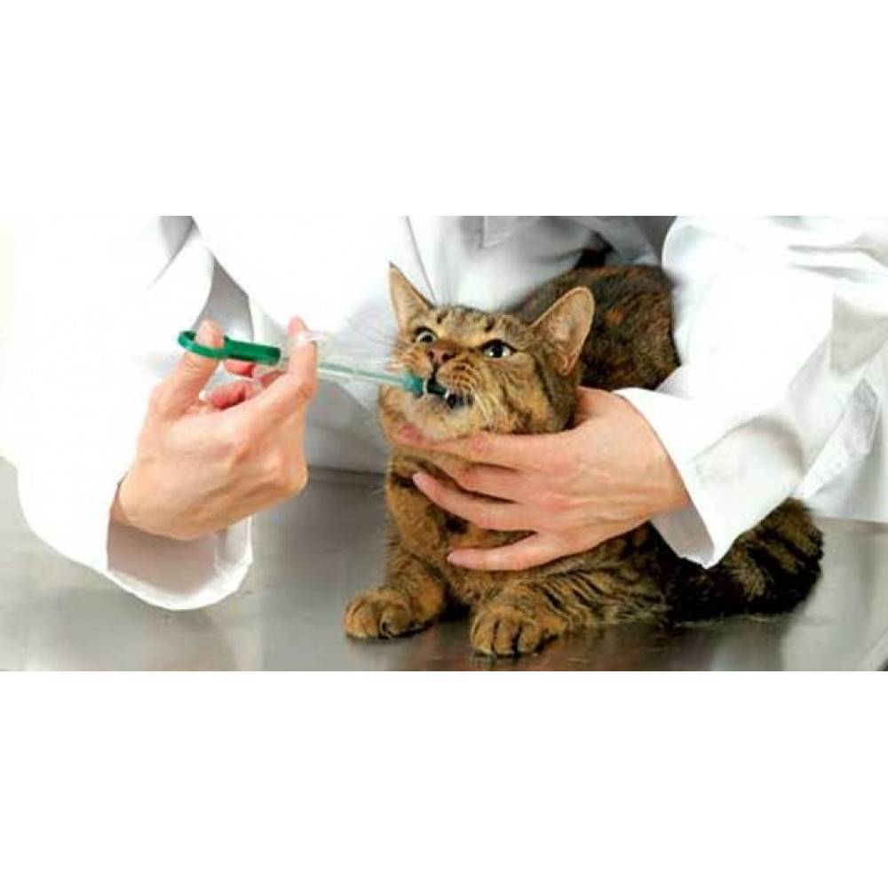 Собираем аптечку для кошки: можно ли использовать лекарства для людей при лечении котов и как понять, что кошке нужно оказать первую помощь