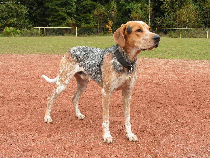 Кунхаунд (енотовая гончая): описание группы и пород собак с фото