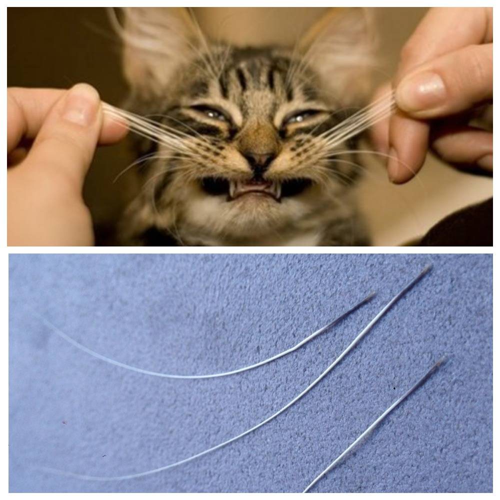 Что будет, если кошке или коту отрезать усы: последствия. вырастут ли у кошки обрезанные усы?