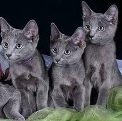 Питомник русских голубых кошек rusalia