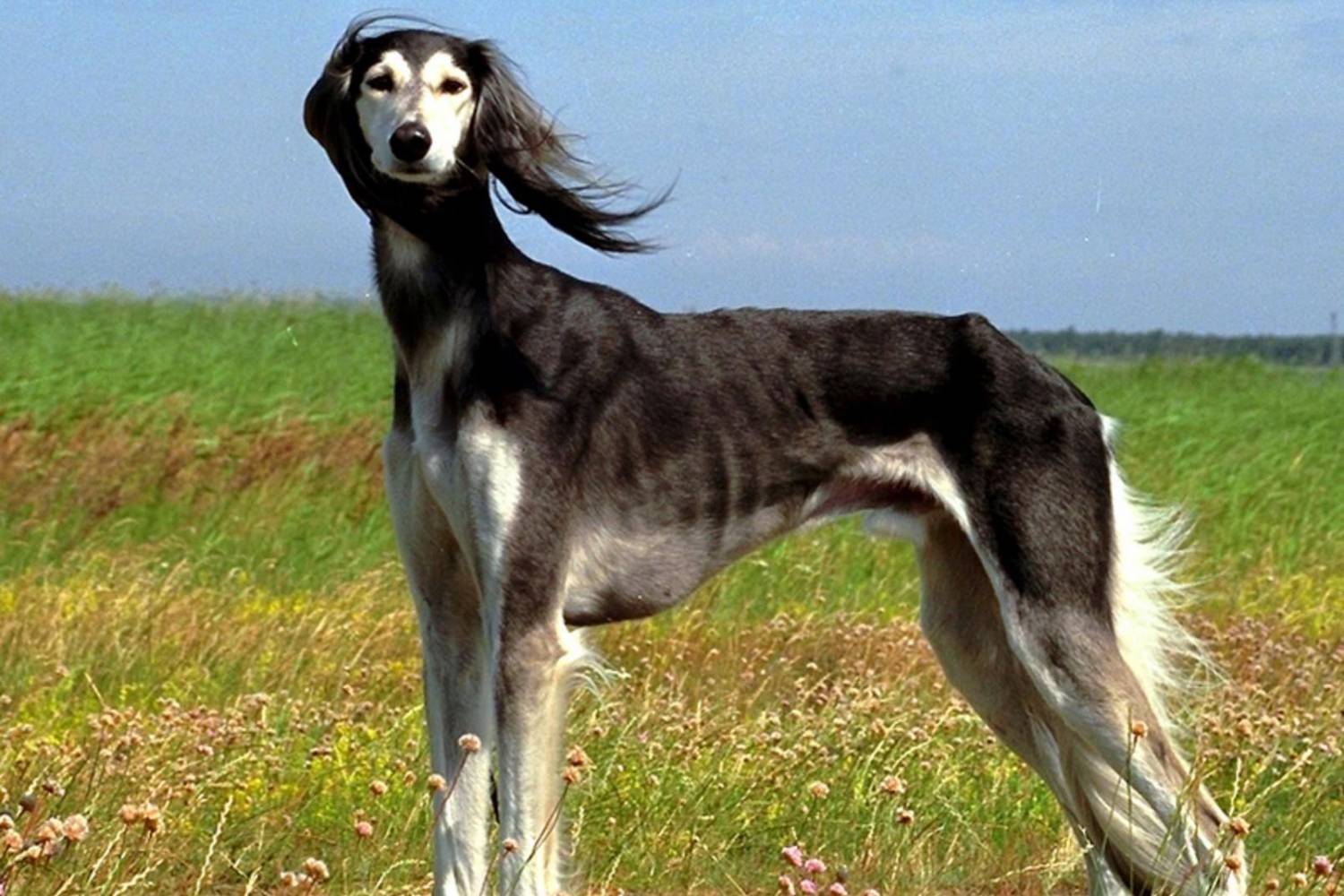 Порода собак тазы - среднеазиатская казахская или туркменская борзая