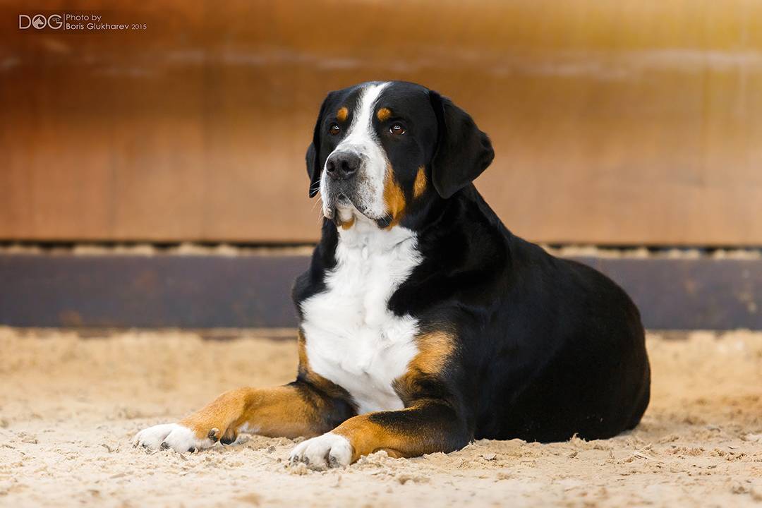 Большая швейцарская горная пастушья собака (большой швейцарский зеннен: фото, купить, видео, цена, содержание дома