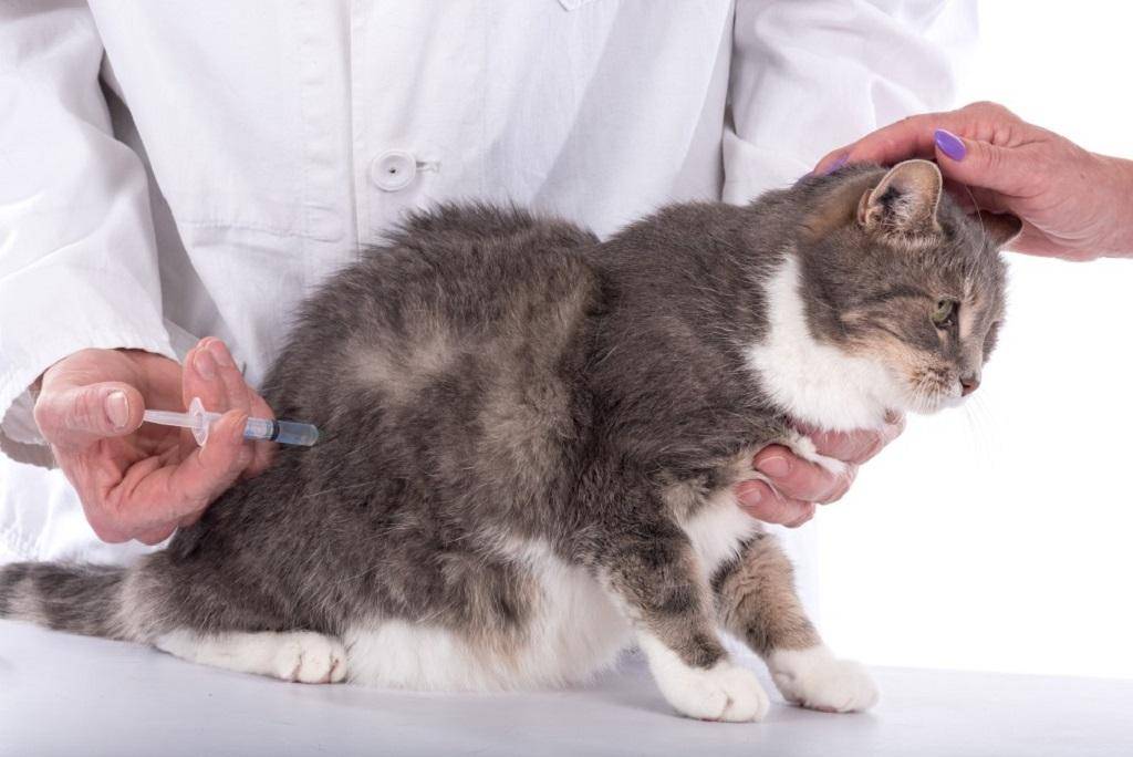 Чем можно помочь кошке, которую вырывает шерстью и почему это происходит