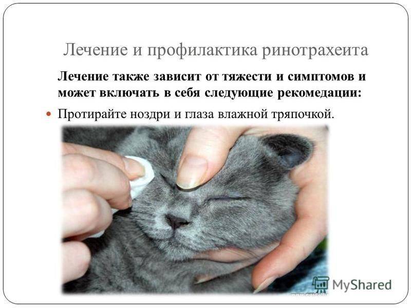 Ринотрахеит у кошек: симптомы, лечение в домашних условиях, вирусный, инфекционный, капли и препараты