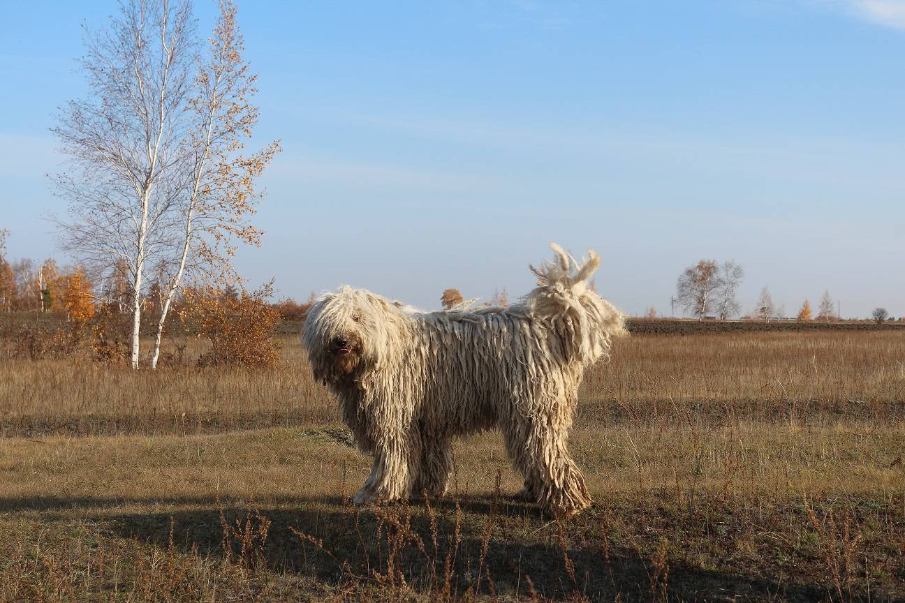 Венгерская овчарка (комондор): происхождение породы, описание с фото, основные характеристики
